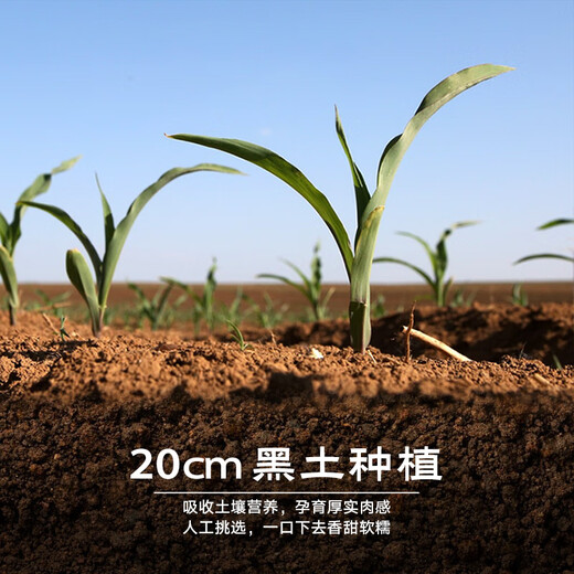 Jingxiansheng Northeast yellow corn on the cob 200g 8 cobs of 25-year-old new corn Vacuum sticky corn Multiple packaging Straight from the source