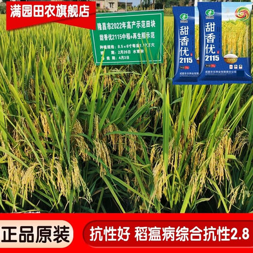 Nationally approved Tianxiangyou 2115 high-yielding hybrid rice seed, first-class rice quality, beautiful fragrance, long-grain, fragrant rice, delicious first-class rice, Tianxiangyou 2115 1Jin Jin is equal to 0.5 kilograms
