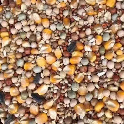 New pigeon food nutrition contains corn 10kg bird food homing pigeon white adult young pigeon ornamental pigeon food without corn pigeon food 3Jin Jin is equal to 0.5 kg