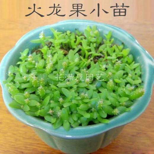 Red-skinned dragon fruit, beautiful fruit seeds, white dragon fruit seeds, green dragon fruit, red dragon fruit seeds, potted bonsai seeds, red-skinned, red-fleshed dragon fruit seeds 2000 capsules