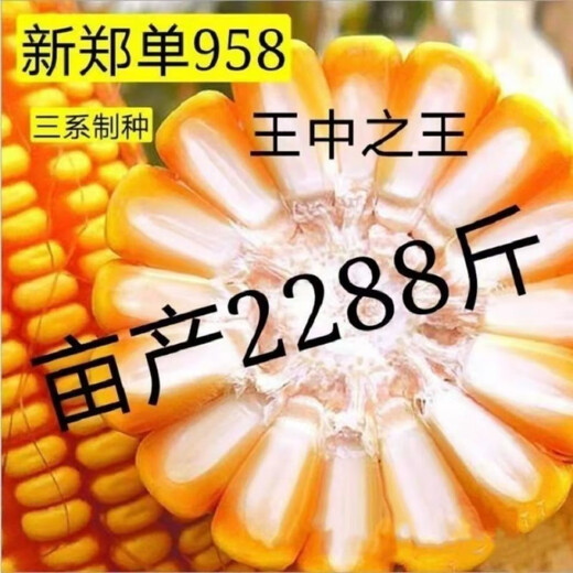 Zhengdan 958 national-approved high-yielding corn seed Zhengdan 958 Daquan big stick white shaft resistance to lodging and drought resistance short stem bract Academy of Agricultural Sciences Mi Kefeng Zhengdan 958 1 bag 4Jin Jin is equal to 0.5 kg