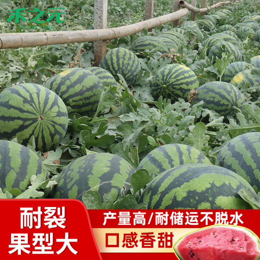 Xiangbin 8424 Kirin seedless Meidu watermelon seeds complete set of seeds fruit melon seedlings small southern vegetable seedlings sweet king No. 1 watermelon seeds 30 original