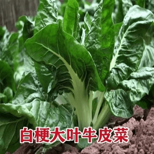 Xinning Brassicae Seeds for human consumption, white stems, large broad leaves, thick skin, high-yielding all-season old variety, Spring Brassica Genda Vegetable Seeds, Broad-leaf Brassicae 4 packs, 6 packs available (40 people choose)