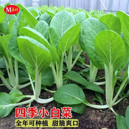 Early maturing creamy cabbage seeds. Vegetable seeds for sowing in all seasons in spring, summer and autumn. Vegetables grown in balcony fields. Planting at 15 degrees for all seasons. Creamy cabbage seeds. Selected 1 pack of approximately 1112 seeds.