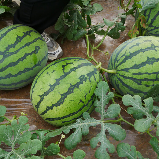 Shouhe watermelon seed seedlings are sweet, juicy and thin-skinned. Fruit seeds for home potted planting. Meidu watermelon seeds 25 capsules.