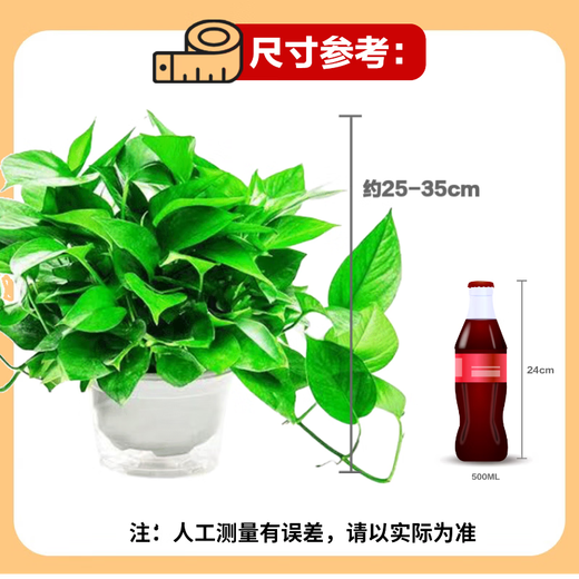 Shuangmeng green radish potted plant formaldehyde removal office new house air purification 180 white water-absorbing basins 4 basins straight from the source