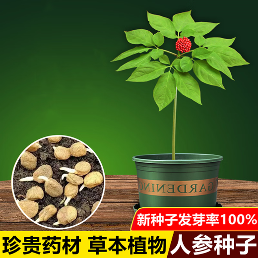 Changbai Mountain ginseng seeds, wild ginseng seeds, easy to grow Chinese medicinal materials in all seasons, easy to live indoor flower pots, ginseng seeds, shipped without buds, 5 bags selected, about 260 capsules