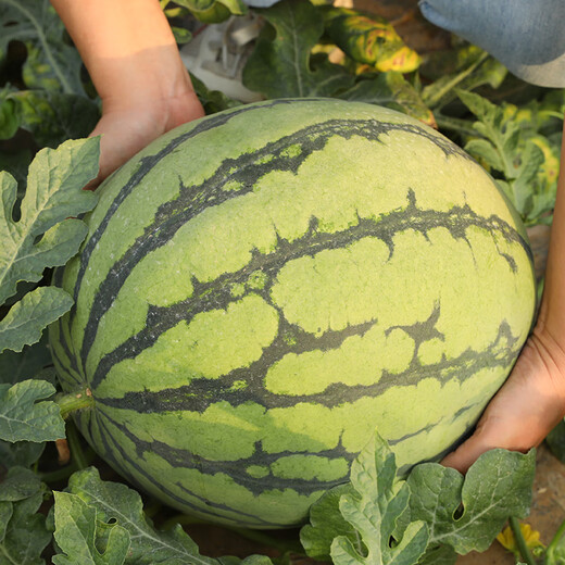 Shouhe watermelon seed seedlings are sweet, juicy and thin-skinned. Fruit seeds for home potted planting. Meidu watermelon seeds 25 capsules.