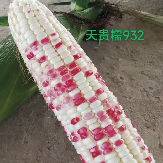 National Approval Xiaofu Tiangui Nuo 937 Big Stick High Yield Disease Resistance Spring and Autumn Field Base Colorful Sweet Nuo Jade 2018 BMW Tiangui Nuo 937 Original 200g