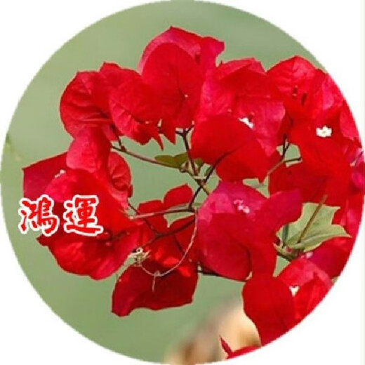 Bougainvillea seeds Bougainvillea seeds Bougainvillea flower seeds Bougainvillea flower seeds Potted Four Seasons Eight Pink Diamonds 100 capsules
