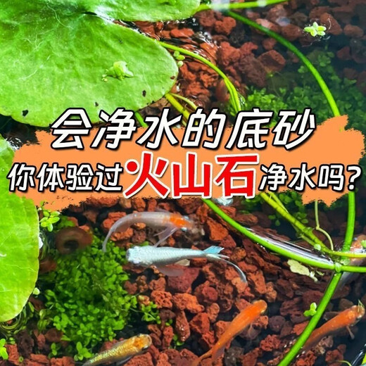 Volcanic stone granular filter material ancient fish tank landscaping bottom sand decoration turtle natural water grass mud succulent base soil special grade finely screened volcanic stone 10-20 cm 19-20 Jin Jin equals 0.5 kg