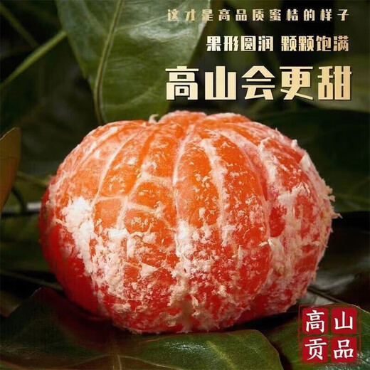 Jingmi Zhejiang Taizhou Yongquan Mandarine, Nettogewicht 2,5 Jin Jin entspricht 0,5 kg, Einzelfrucht 55 mm+, Zitrusfrucht-Geschenkbox, direkt von der Quelle