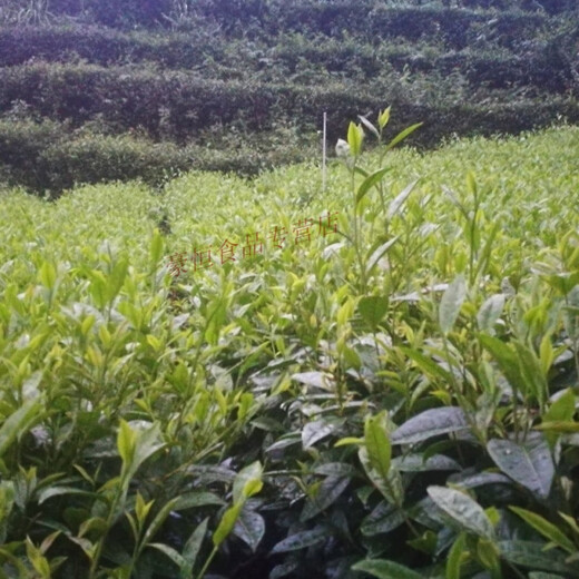 Chiyan Anhua Black Tea Jinhua Fu Brick Black Tea 450g Gaoma Erxi Fu Brick Black Tea Tea Brick Xiyun 450g Xiyun Fu Brick