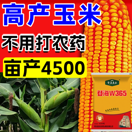 Полная коллекция крепких семян кукурузы, высокая урожайность, короткие стебли, устойчивы к полеганию, засухе и переувлажнению, не плесневеют, крупные твердые стебли, быстрое обезвоживание, стандарты Академии сельскохозяйственных наук, национальное одобрение Дэнхай, около 4200 зерен.