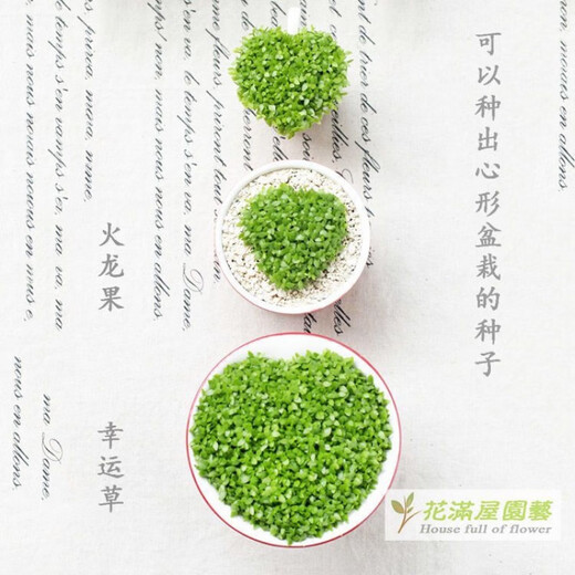 Red-skinned dragon fruit, beautiful fruit seeds, white dragon fruit seeds, green dragon fruit, red dragon fruit seeds, potted bonsai seeds, red-skinned, red-fleshed dragon fruit seeds 2000 capsules