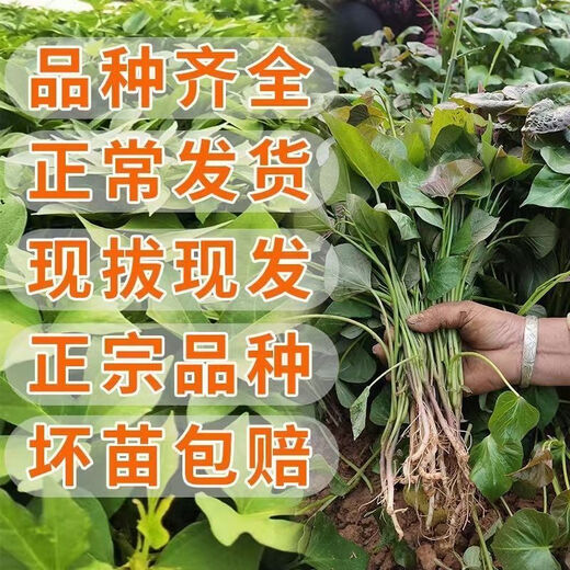 High-yielding sweet potato seedlings, sweet potato seedlings, watermelon red seedlings, honey sweet potato bud seedlings, roasted sweet potato seedlings, ground planting S3.