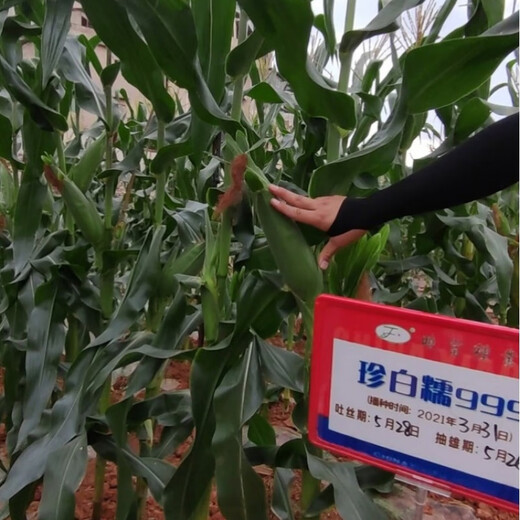 Wangyuan Xingzhen Bainuo 999 corn seeds extra large stick sweet glutinous big ear high yield white glutinous sticky spring and autumn corn bract seeds 500g can Zhenbainuo 999 10 cans