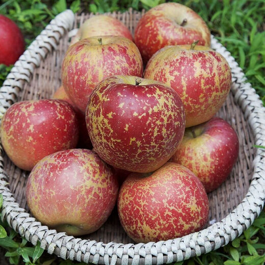 Interesting Taste of Sichuan Daliangshan Yanyuan Chou Apple Fruit Diameter 75+mm Net Weight 8Jin Jin is equal to 0.5kg No. 1 Member Store Straight from the source