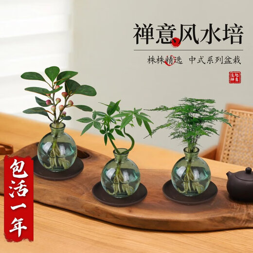 Love You Ten Thousand Years Zen Hydroponic Money Tree Potted Flower Plants in the Office for All Seasons to Recruit Wealth Lotus Bamboo Bamboo Cypress Chinese Smoked Green Bottle Purple Sand Tray