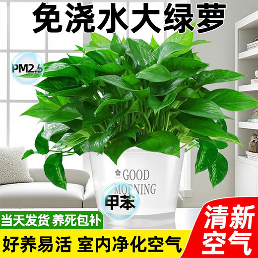 Pangmao green radish indoor potted hydroponic plant green basket long rattan extra large pot living room green plant purifies the air and removes odor 120# good morning white water absorbing basin 1 pot + special fertilizer * 2 + pot