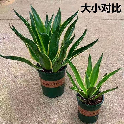 Qiuying Gold Agave Plantes en pot plantes succulentes Tigre Tiger Orchid Green Plantes and Flowers sont faciles à cultiver. Un agave à bords d'or mesure environ 20 à 22 cm de haut. Livré dans le sol d'origine (les plantes tolérantes à la sécheresse sont faciles à nourrir)