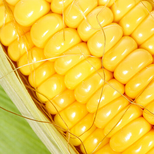 About 300g yellow sweet corn for one person