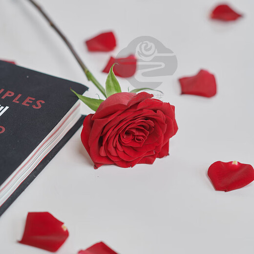 Rose Flower Shop's Same Style Gansu Rose Northwest Flower Soilless Cultivation Easy to Flowering Period Long Chinese Valentine's Day Gift Naomi Single-headed Rose 20 Branches