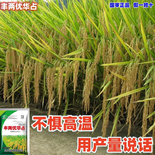 Nationally approved high-yielding hybrid rice rookie (Fengliangyouhuazhan) seed silk seedlings are resistant to high temperatures, lodging and disease resistance. The institute’s new product Fengliangyouhuazhan 1Jin Jin is equal to 0.5kg x1 bag