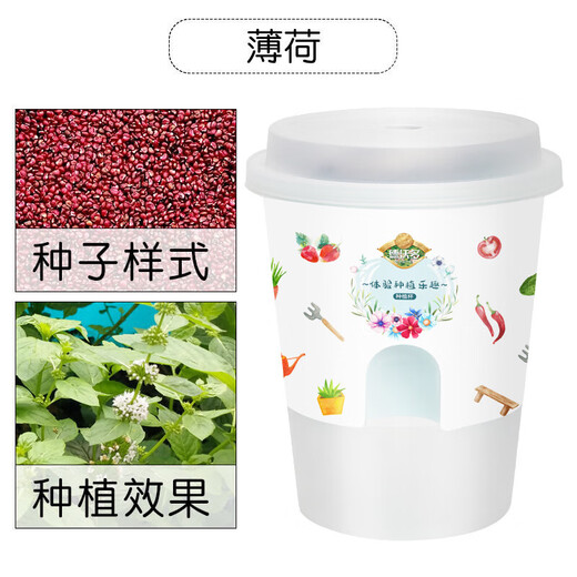 Devodo Mint Seeds DIY Children's Fun Planting Set Flowers and Green Plants Potted Plants and Vegetables Observation Planting Cup