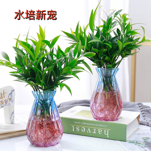 Flower list Bamboo and cypress potted hydroponic mosquito repellent plants green plant potted plants all year round evergreen 20 trees (excluding bottles) straight from the source