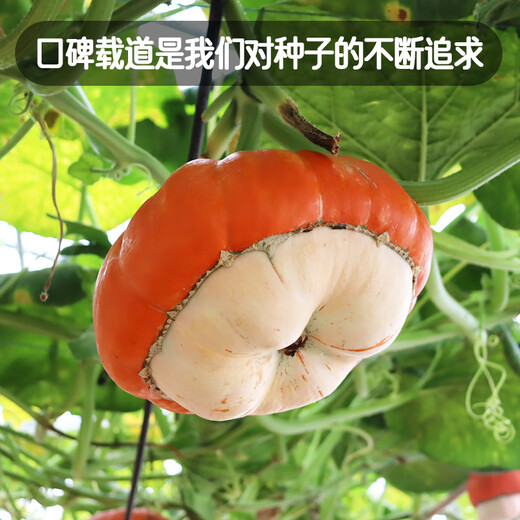 Fengming Yashi Picking Garden Incense Melon Seeds Four Seasons Sowing Ornamental Toys Small Pumpkin Seeds Incense Melon Seeds 10 capsules
