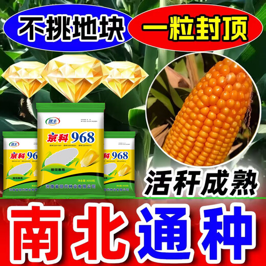 Suiyiman Yunnan-Guizhou-Sichuan high-yielding corn Jingke 968 low-stem big stick high-yielding resistance to lodging and rust disease dual-purpose grain and feed can be stored as green storage 1 bag 4000 grains