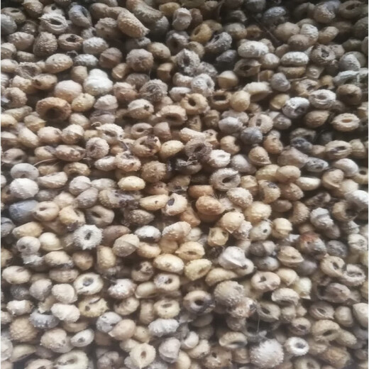 Golden gall bulbs, small bulbs for ground gall seeds, Golden gall seedlings, wild sources, 500 net seeds, bare roots without soil