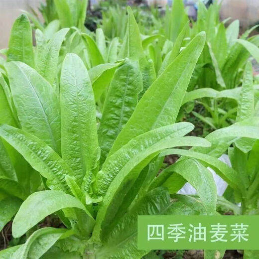 Jingdong Logistics Vegetable Seeds for Four Seasons Sowing Potted Balcony Garden Cilantro Lettuce Spinach Simple and Easy to Grow in Autumn lettuce seeds 1 pack about 1000 grains
