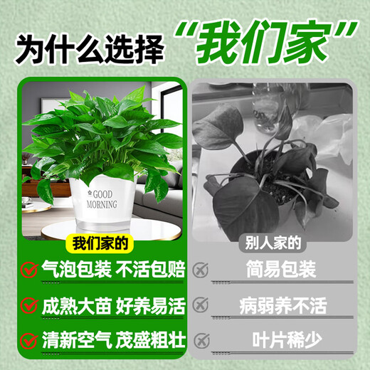 Pangmao green radish indoor potted hydroponic plant green basket long rattan extra large pot living room green plant purifies the air and removes odor 120# good morning white water absorbing basin 1 pot + special fertilizer * 2 + pot