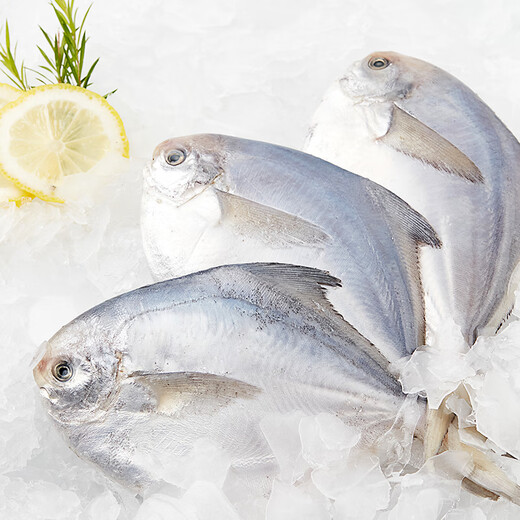 Chilled white pomfret 400g (pack of 4)