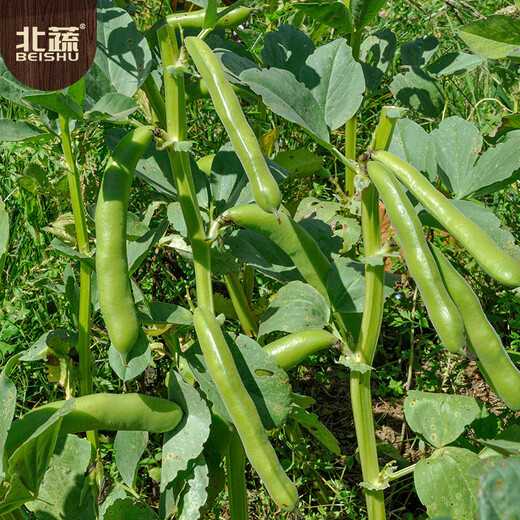 北蔬 蚕豆种子苗大胡豆早熟本地适合南北方耐寒菜籽 农家蚕豆种子500g
