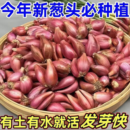 Cebollas rojas, semillas de cebollino de cuatro estaciones, flores de cebolla frescas, cebollas rojas en macetas, semillas de cebollino de cuatro estaciones, cebollas, chalotes seleccionados 4 Jin Jin equivalentes a 0,5 kg, empaquetados con unos 300 pétalos, espesor 1-2 cm
