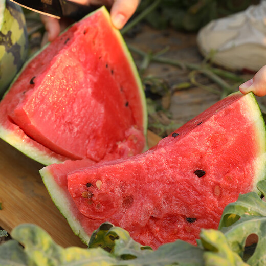 Shouhe watermelon seed seedlings are sweet, juicy and thin-skinned. Fruit seeds for home potted planting. Meidu watermelon seeds 25 capsules.