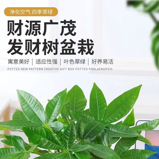 Package live money tree potted flowers and green plants office formaldehyde-absorbing pothos asparagus asparagus hydroponic easy to grow thick 2-3cm single pole money tree original pot