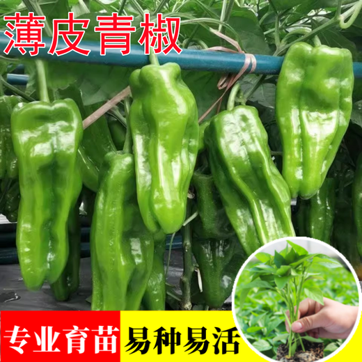 Wangyuanxing thin-skinned pepper seedlings, large-fruited tiger-skin green pepper seedlings, mildly spicy wrinkled-skinned pickled pepper seedlings, four-season vegetable garden potted southern species, 500 thin-skinned green pepper seedlings