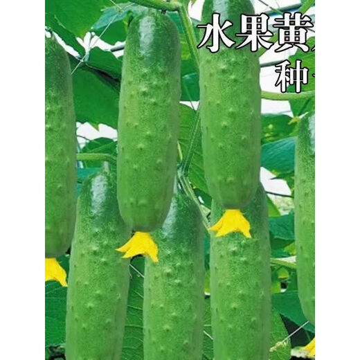 High-yielding fruit cucumber seeds for north and south raw dry cucumbers in spring and autumn small vegetable garden balcony four-season vegetable seeds this year 2 packs about 100 capsules