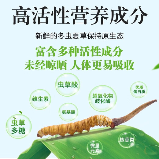 
[Tibet Straight Hair] Authentic First Fresh Cordyceps 2025 Selected High Altitude Fresh Cordyceps SF Cold Chain 0.9-1gSpecifications 10 Roots