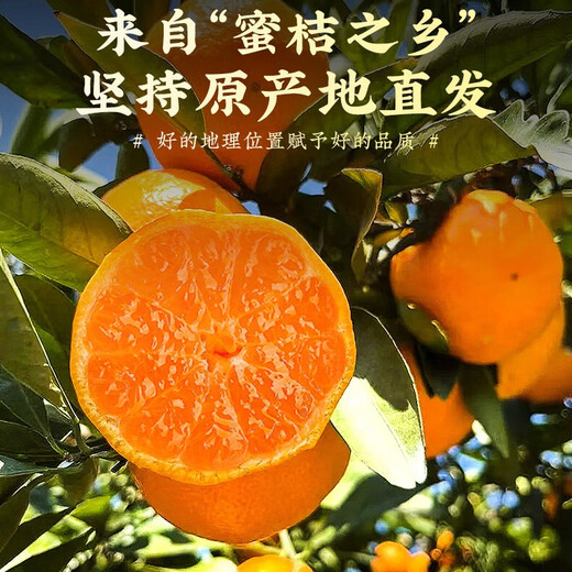 Jingmi Zhejiang Taizhou Yongquan Mandarine, Nettogewicht 2,5 Jin Jin entspricht 0,5 kg, Einzelfrucht 55 mm+, Zitrusfrucht-Geschenkbox, direkt von der Quelle