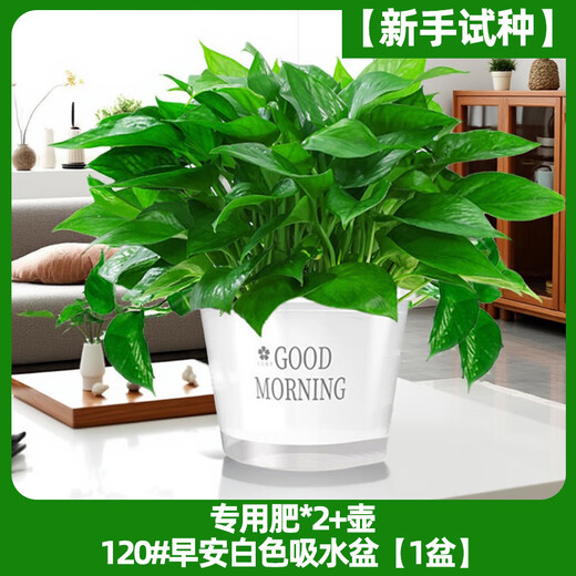 Pangmao green radish indoor potted hydroponic plant green basket long rattan extra large pot living room green plant purifies the air and removes odor 120# good morning white water absorbing basin 1 pot + special fertilizer * 2 + pot