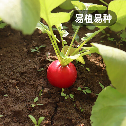 Fengming Yashi cherry radish seeds four seasons vegetable seeds balcony potted field planting aftertaste cherry radish seeds 10g