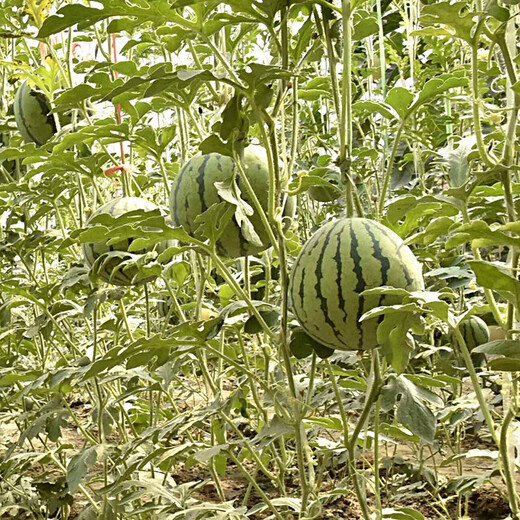 Zhongke Maohua Vegetable and Fruit Seeds Rock Sugar Kirin Watermelon Seeds Early Mature Xinjiang 8424 Super Sweet Pink Flesh Melts in the Mouth Rock Sugar Kirin 5g/bag (about 90 pieces) Small area