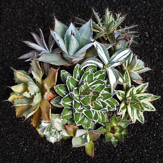 Zkhe Agave Topf Pflanze Blauwal Nin Krone verheißungsvolle Krone Takith Prinzessin Donner Sukkulente Pflanze Kombination Topf Pflanze Feng Thunder Gott Einzelkopf etwa 6 cm nackt Wurzel ohne Boden