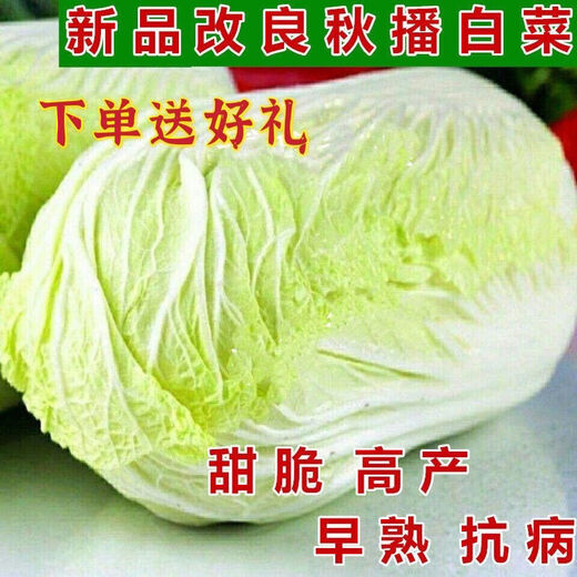 Autumn sowing Chinese cabbage seeds 90 days cabbage balling cabbage early and late maturing farmhouse high-yielding disease-resistant vegetable seeds newly improved Shandong No. 4 autumn cabbage 1000 grains