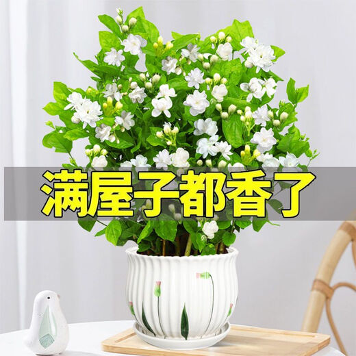 Jasmine seedling potted plant with buds Jiuli Xiang old pile mosquito repellent flower plant indoor strong fragrance blooms in all seasons and easy to grow Large jasmine flowers 4-6 buds are full and pots are not included